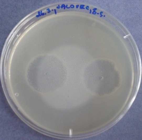 Čistá silice aplikovaná na Bacillus subtilis -