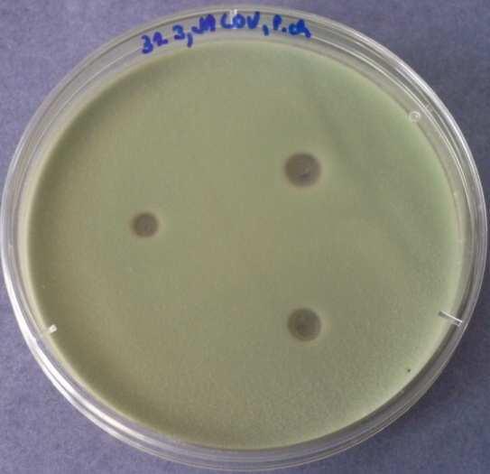 silice aplikované na Penicillium