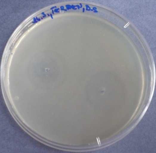 aplikované na Penicillium chrysogenum - ředění