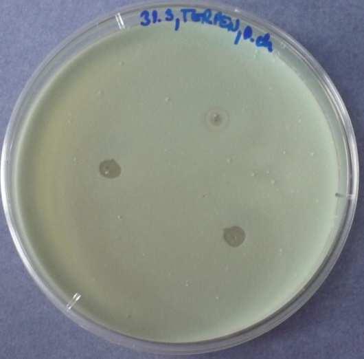 den 14) TERPENTÝN - Penicillium chrysogenum a)