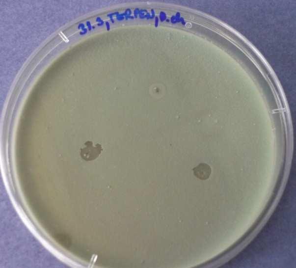 silice aplikované na Penicillium