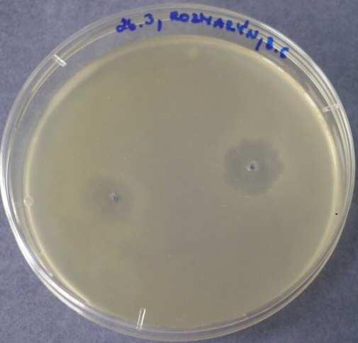 15) ROZMARÝN - Bacillus subtilis Obr. 9.