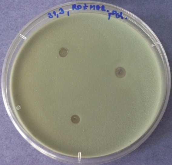 silice aplikované na Penicillium
