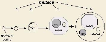 Klonální vývoj nádorových buněk 1. mutace znamená proces vykopnutí". 2. Buňky s 1. a 2. mutací postupně v nádorové tkáni přerůstají nebo nahrazují buňky s 1.