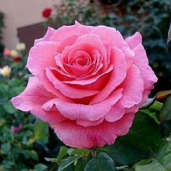 Pariser Charme -