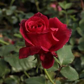 80-150 cm velmi Rosa