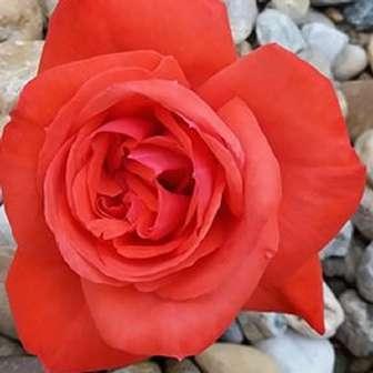 Rosa Ondella -