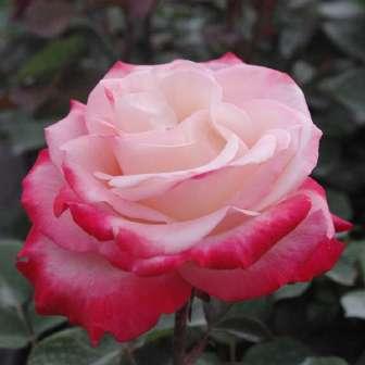 60-75 cm Rosa