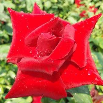 90-100 cm Rosa Neue