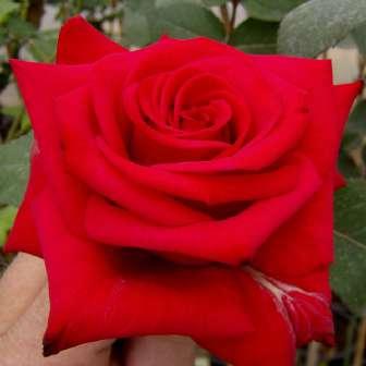 - 50-150 cm Rosa