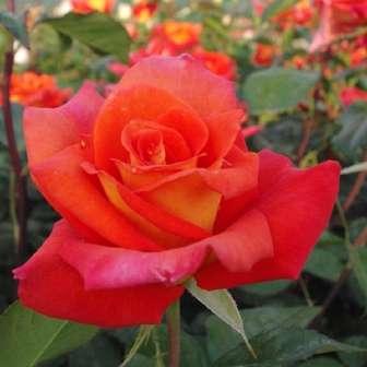 Rosa Monica -