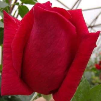 Rosa Mister Lincoln