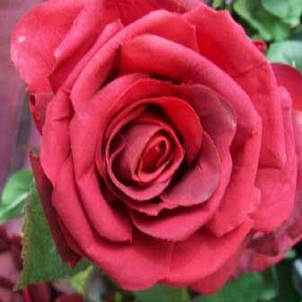 cm Rosa General