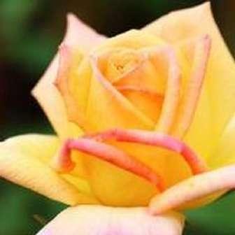 120-150 cm Rosa Gold