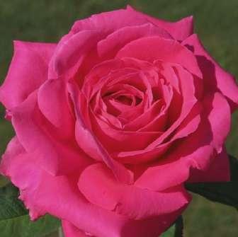 70-110 cm Rosa Miss