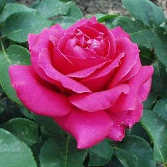 Mediterranea -