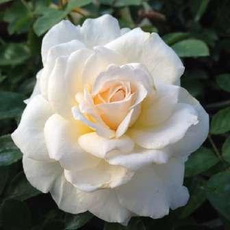 50-150 cm Rosa