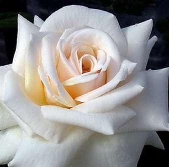 Rosa Grand Mogul -
