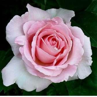 Rosa Grand Siècle -