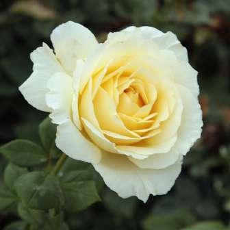 Rosa Marcsika - Růžová