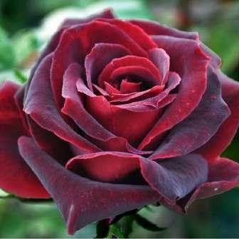 80-120 cm Rosa Magia