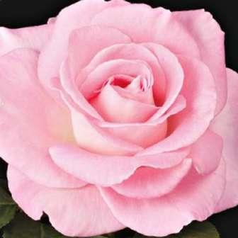 70-110 cm Rosa Kanizsa