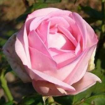 středně Rosa Madame