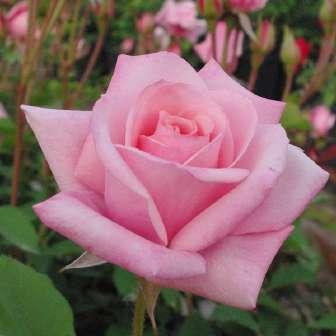 Rosa Katrin -