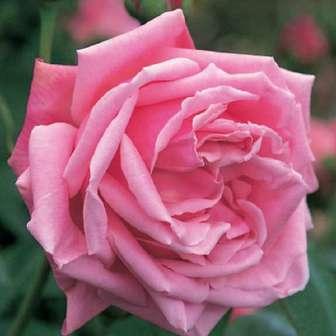 50-90 cm Rosa Madame