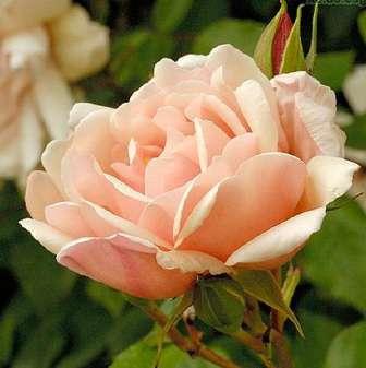 Historické růže Rosa Albertine - Oranžová -