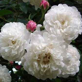 200-600 cm Rosa Félicité et Perpétue - Bílá