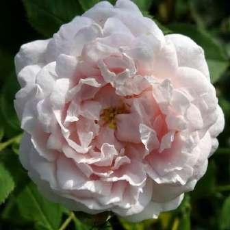Alba 250-300 cm Rosa Aurelia Liffa - Bordová