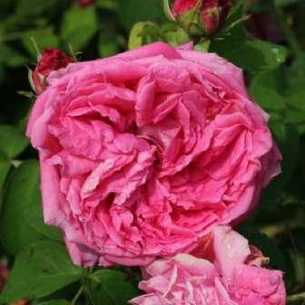 300-400 cm Rosa Venusta Pendula - Bílá - 