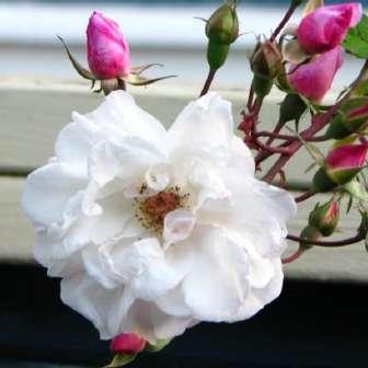 -  305-610 cm Rosa Baron Girod de l'ain -