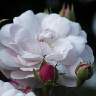 300 cm Rosa Blush Noisette - Růžová -