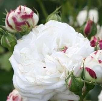cm středně Rosa Boule de Neige - Bílá -