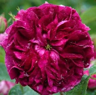 Rosa Charles de Mills - Nachová 100-150