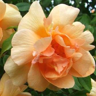 růže - Noisette růže 185-365 cm Rosa