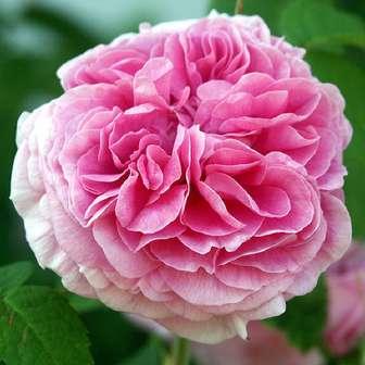Historické růže Rosa Duchesse de Rohan -