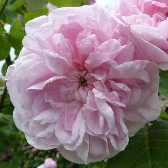 150-190 cm Rosa Fantin-Latour - Růžová -