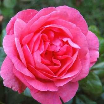 cm Rosa Frau Dr.