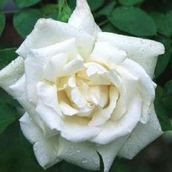Čínská růže / Rosa China 80-120 cm Rosa Frau