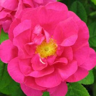 Perpetual hibrid 150-200 cm Rosa Gallica
