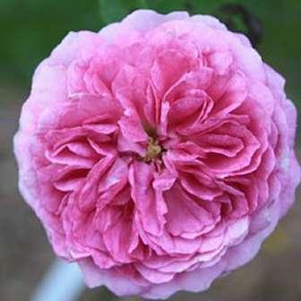 Růže Galské / Rosa Gallica 90-150 cm Rosa