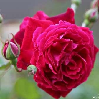 Historické růže Rosa Gruss an Teplitz -