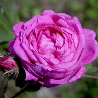 / Rosa China 150-200 cm Rosa Himmelsauge