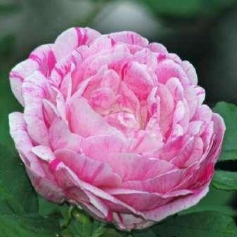 odrody růží 280-320 cm Rosa Honorine de