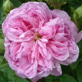 růže - Bourbonská růže 160-200 cm Rosa