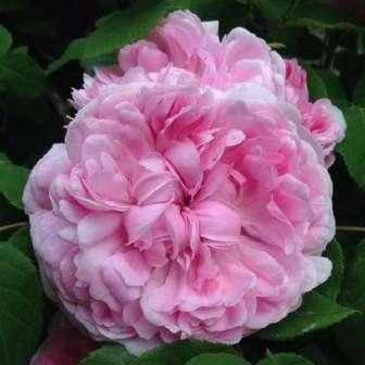 Růže damascénská / Rosa damascena