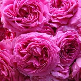 Historické růže Rosa Madame Isaac Pereire -